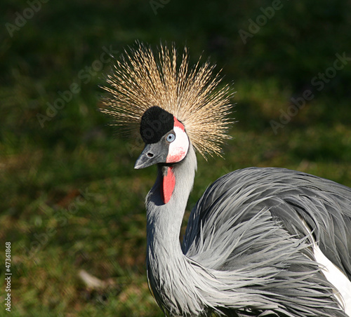 crowned crane on natural background.