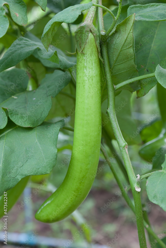 Thai Long Green Eggplant Thai Long Green Eggplant