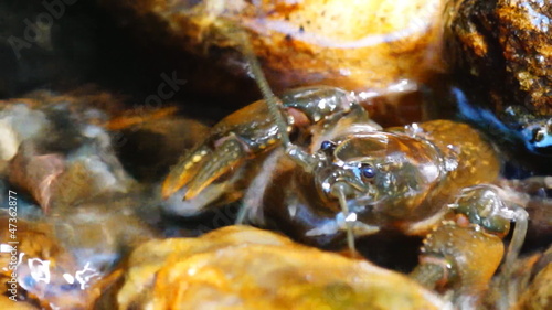 Crayfish photo