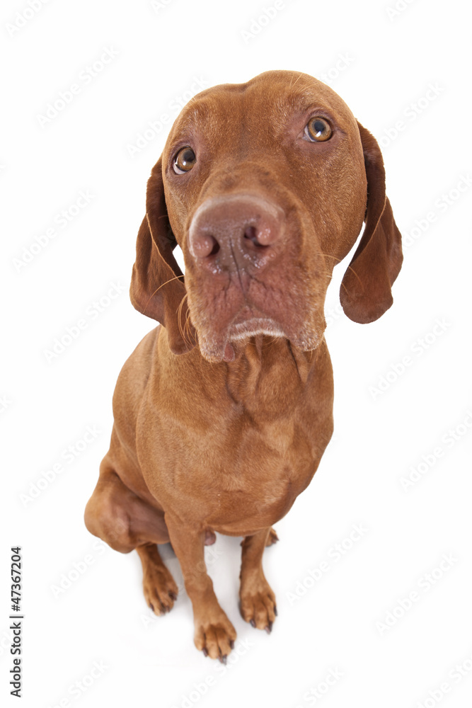 sitting dog wide angle portrait sitting dog wide angle portrait