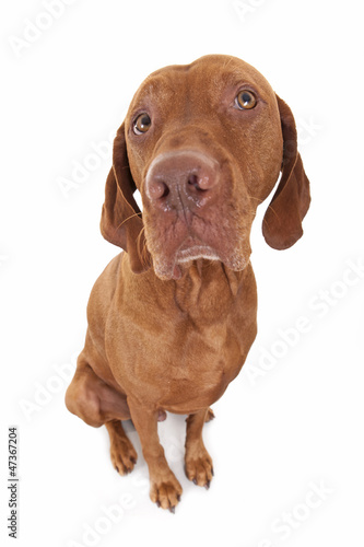 sitting dog wide angle portrait