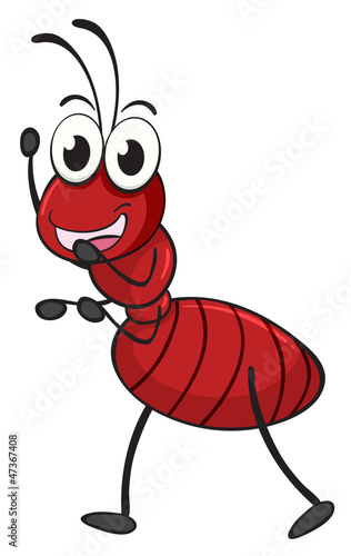 an ant