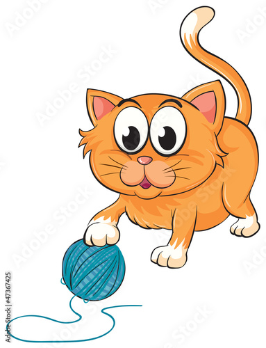 a cat