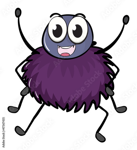 a spider