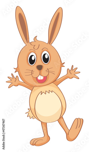 a rabbit