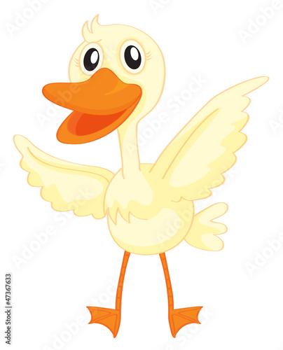 a duck