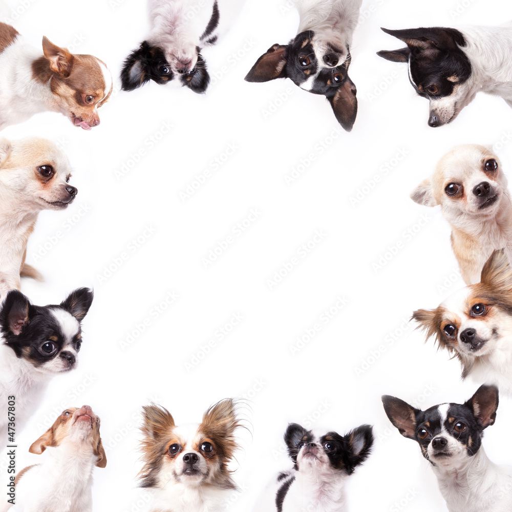 Isolate a circle group of chihuahuas