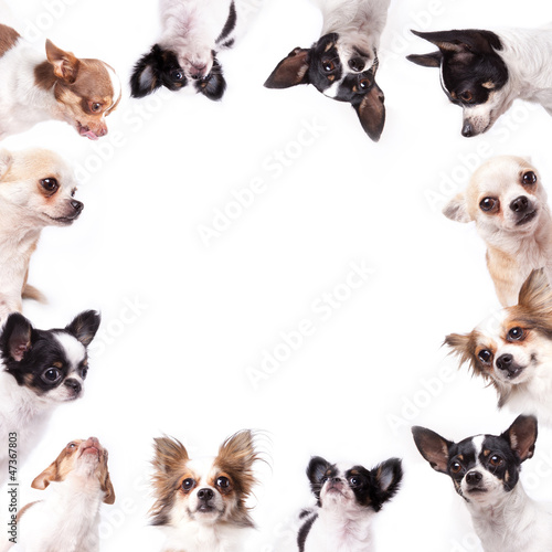 Isolate a circle group of chihuahuas © phloxii