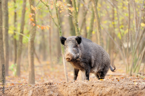 Wild boar in autumn forest