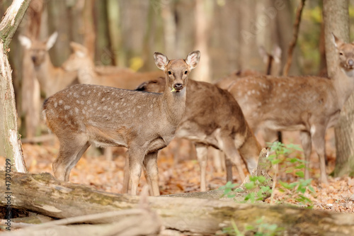 Deer in autumn forest © byrdyak
