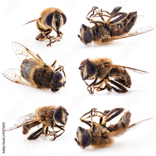 Collection of honey bee isolated on white background photo