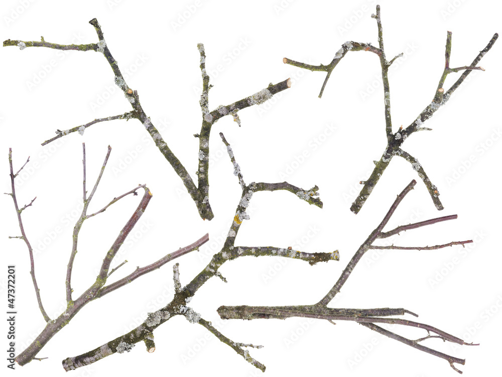 Fototapeta premium Old apple and cherries tree branches isolated