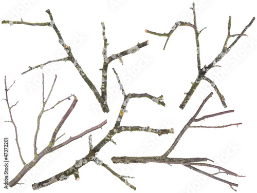Valokuva Old apple and cherries tree branches isolated