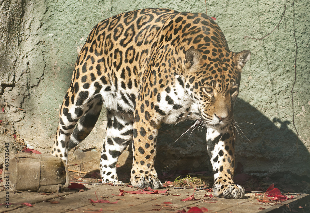 Obraz premium Jaguar