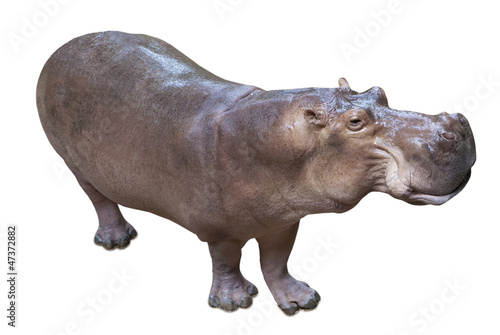 African hippopotamus