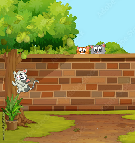 cats