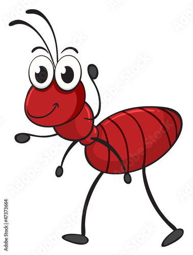 an ant