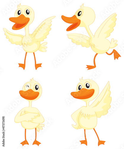 ducks