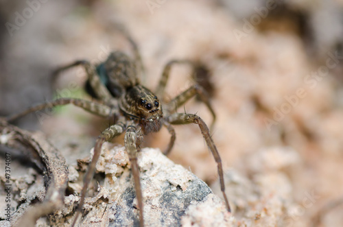wolf spider in the nature