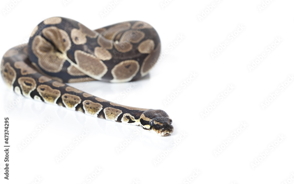 Obraz premium Royal Python