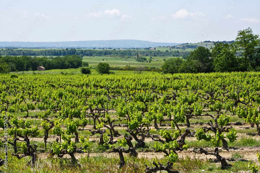 A Vineyard in Provence