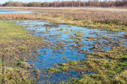 Marshy landscape in Dutch wetlands