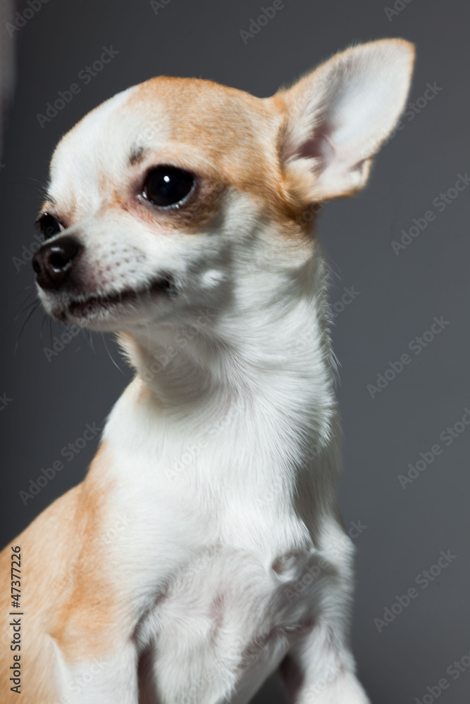 Chihuahua dog on grey background. Closeup portrait.