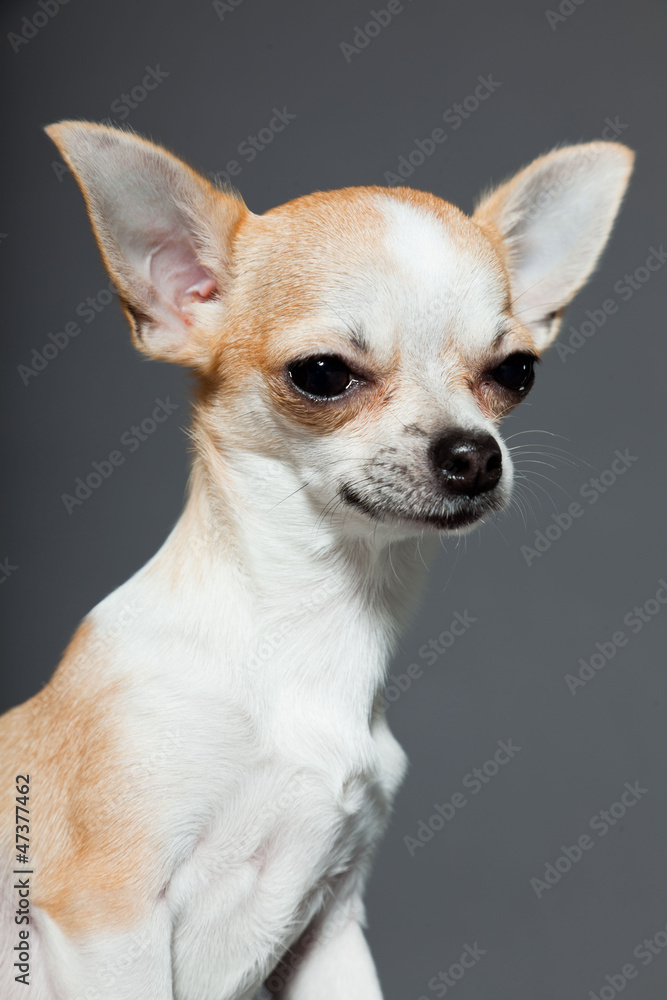 Chihuahua dog on grey background. Closeup portrait. Studio shot. Chihuahua dog on grey background. Closeup portrait. Studio shot.