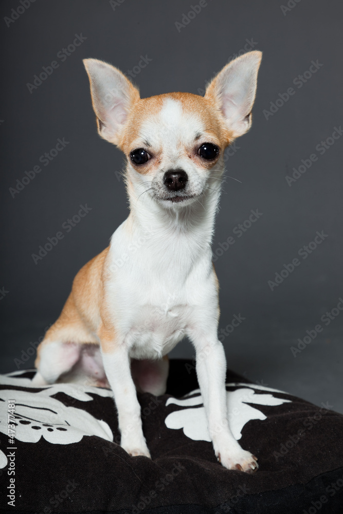 Obraz premium Chihuahua dog sitting on pillow against grey background.
