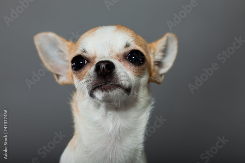Chihuahua dog on grey background. Closeup portrait. Studio shot. © ysbrandcosijn