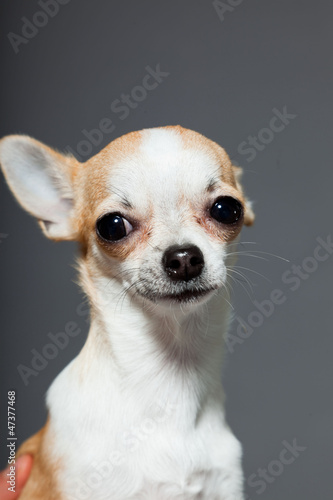 Chihuahua dog on grey background. Closeup portrait. Studio shot.