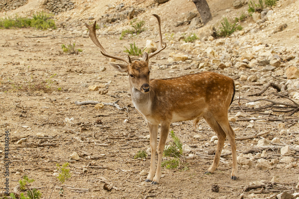 joven gamo al aire libre joven gamo al aire libre