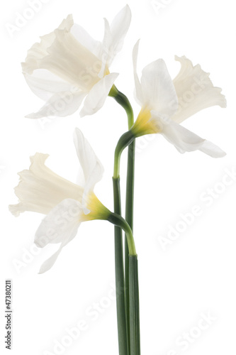 Fototapeta Naklejka Na Ścianę i Meble -  daffodil