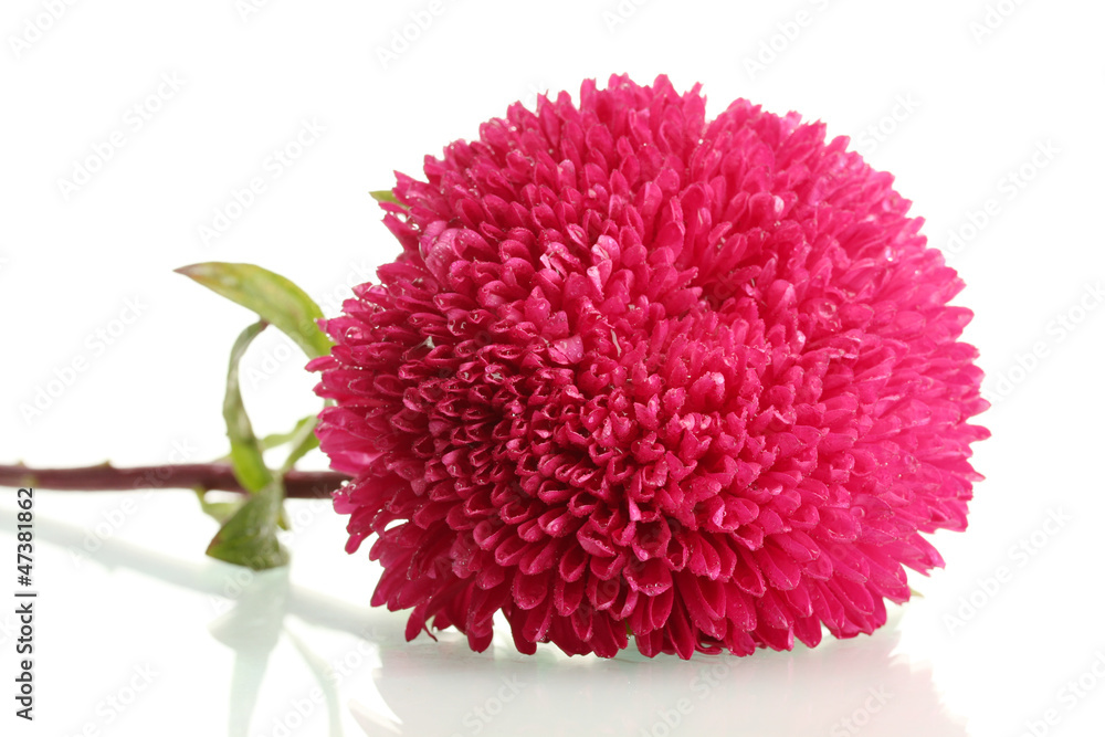 pink aster flower, isolated on white pink aster flower, isolated on white