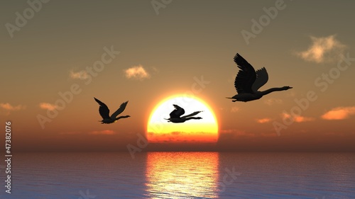 Photography Sunset birds
