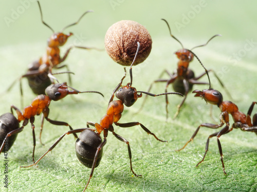 ants play volleyball with ball of pepper seed