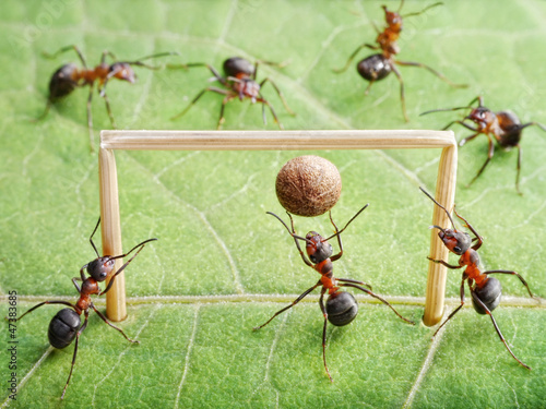 goal in gate, ants play soccer photo