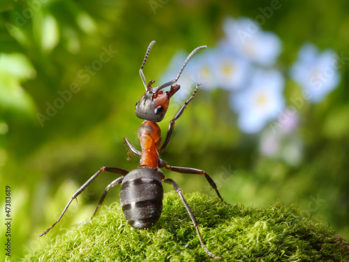 admired with flowers, ant tales photo