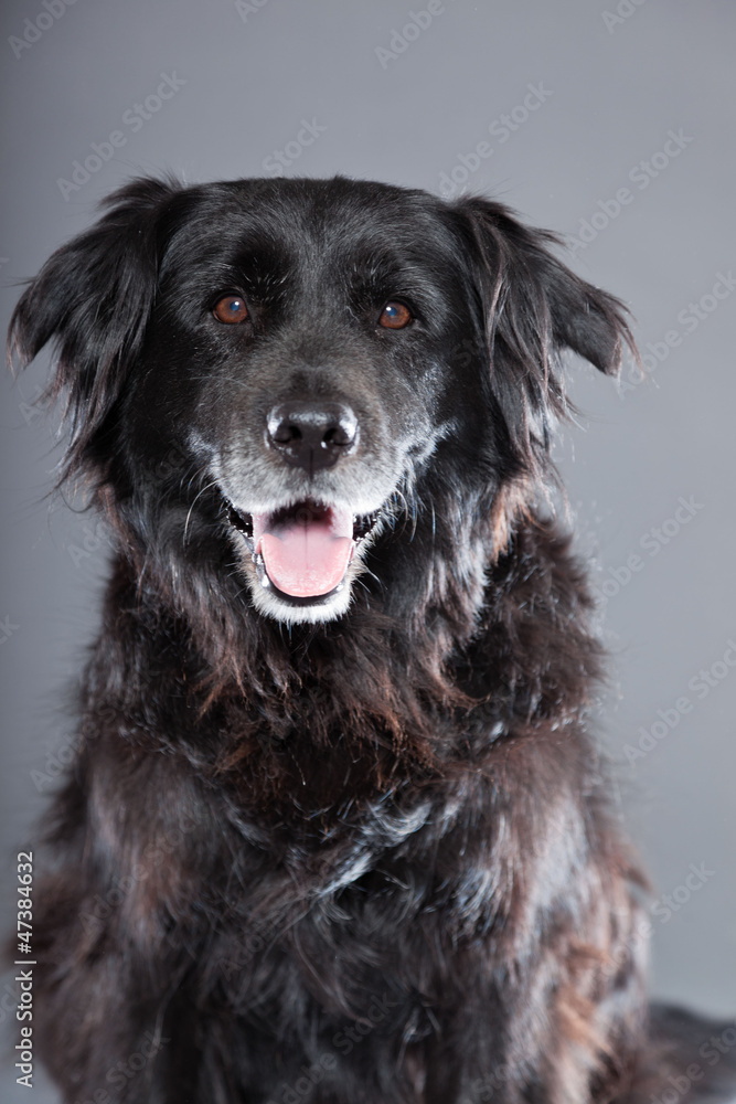 Old flatcoated retriever dog on grey background. Studio shot. Old flatcoated retriever dog on grey background. Studio shot.