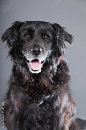 Old flatcoated retriever dog on grey background. Studio shot.