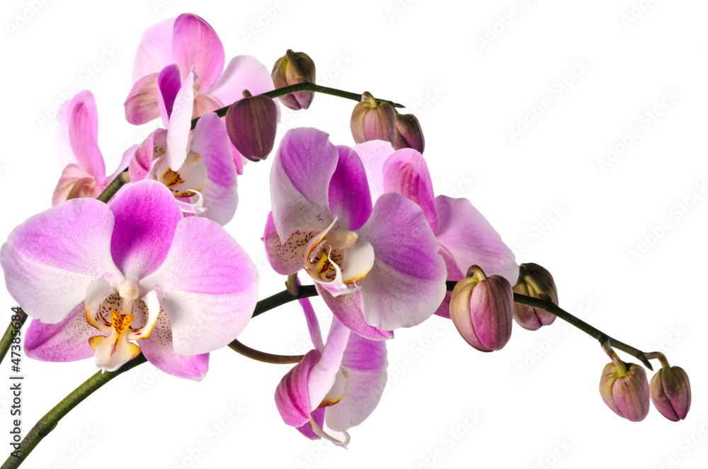 Obraz premium Orchideen Isoliert (light pink)