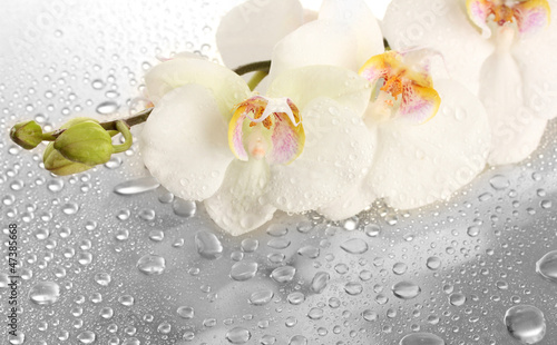 Fototapeta Naklejka Na Ścianę i Meble -  white beautiful orchid with drops