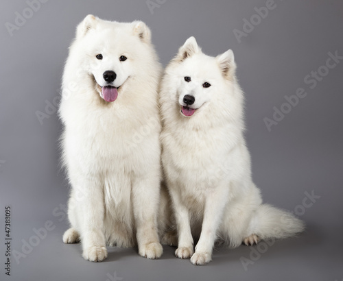 Couple Samoyed dogs