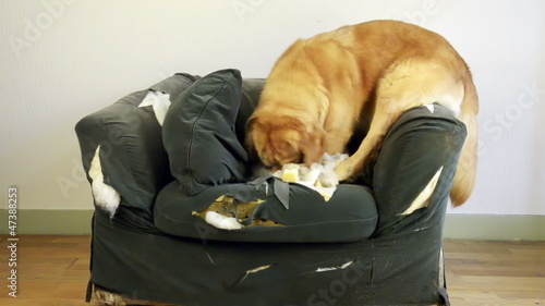 Dog demolishes chair