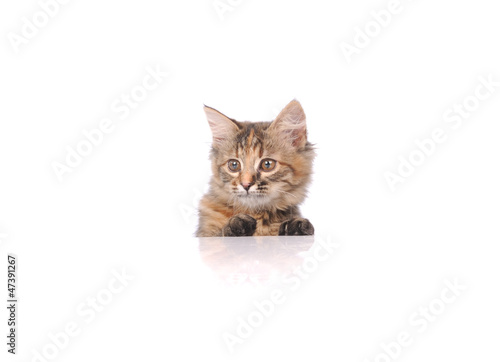 cute cat isolated on white