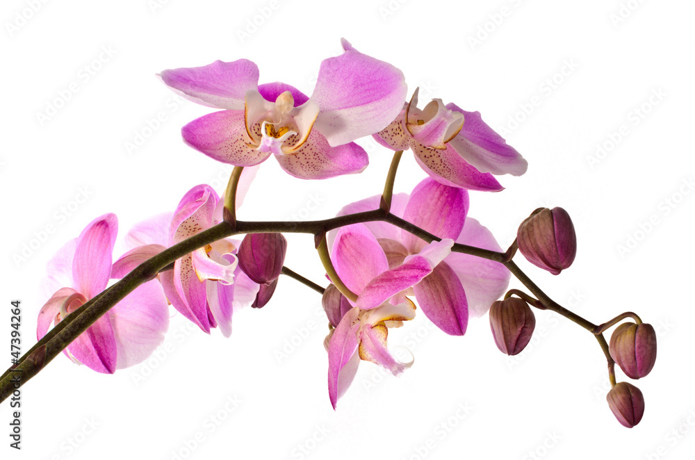 Pink orchid / Phalaenopsis