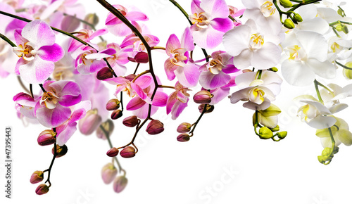 Bouquet of orchids (white and light pink) isloated on white