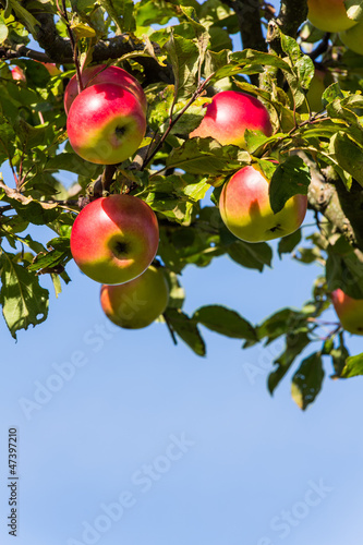 Äpfel im Herbst auf einem Apfelbaum