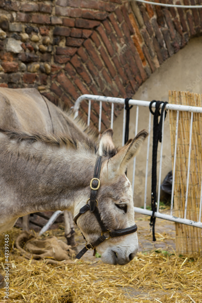 Donkey on bridles eating straw Donkey on bridles eating straw