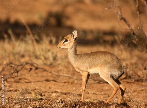 Bilde på lerret Dik-dik facing left